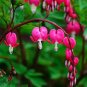 Dicentra Spectabilis 20 Seeds