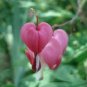 Dicentra Spectabilis 20 Seeds