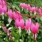 Dicentra Spectabilis 20 Seeds