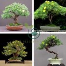 Potentilla Fruticosa Bonsai Plantas 200 Seeds