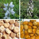 Lupini Beans  Sweet Lupini (lupinus Albus) 200 Seeds
