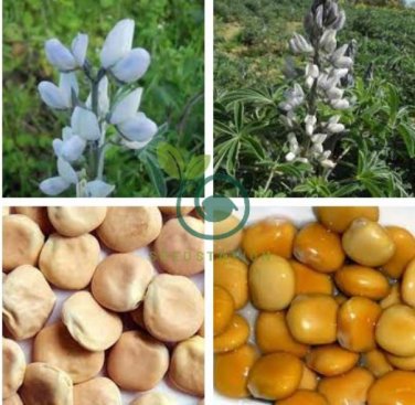 Lupini Beans  Sweet Lupini (lupinus Albus) 200 Seeds