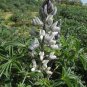 Lupini Beans  Sweet Lupini (lupinus Albus) 200 Seeds