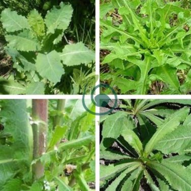 Wild Lettuce Plant 40  Seeds