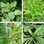 Wild Lettuce Plant 40  Seeds