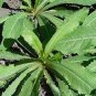 Wild Lettuce Plant 40  Seeds