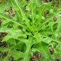 Wild Lettuce Plant 40  Seeds