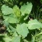 Wild Lettuce Plant 40  Seeds