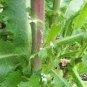Wild Lettuce Plant 40 Seeds