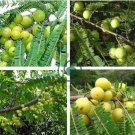 Phyllanthus emblica Indian Gooseberry Gardening 20 Seeds