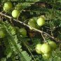 Phyllanthus emblica Indian Gooseberry Gardening 20 Seeds