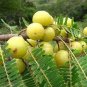Phyllanthus emblica Indian Gooseberry Gardening 20 Seeds