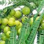 Phyllanthus emblica Indian Gooseberry Gardening 20 Seeds