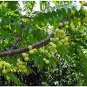 Phyllanthus emblica Indian Gooseberry Gardening 20 Seeds
