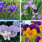 Mixed Flor Perennia Rara Flor Morada Barbuda Iris Plantas Naturaleza 200 Seeds