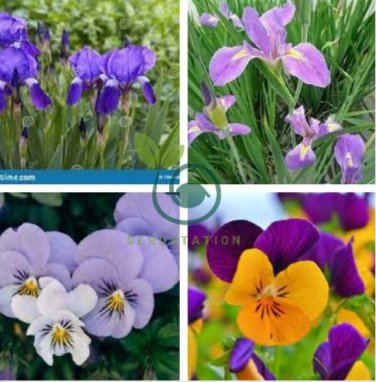 Mixed Flor Perennia Rara Flor Morada Barbuda Iris Plantas Naturaleza 200 Seeds