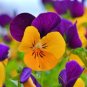 Mixed Flor Perennia Rara Flor Morada Barbuda Iris Plantas Naturaleza 200 Seeds