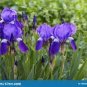 Mixed Flor Perennia Rara Flor Morada Barbuda Iris Plantas Naturaleza 200 Seeds