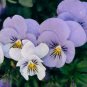Mixed Flor Perennia Rara Flor Morada Barbuda Iris Plantas Naturaleza 200 Seeds