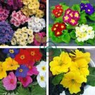 Big Primula Polyantha Gigantea 200 Seeds