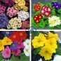 Big Primula Polyantha Gigantea 200 Seeds