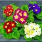 Big Primula Polyantha Gigantea 200 Seeds