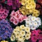 Big Primula Polyantha Gigantea 200 Seeds