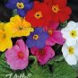 Big Primula Polyantha Gigantea 200 Seeds