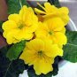 Big Primula Polyantha Gigantea 200 Seeds