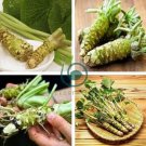 Japanese Horseradish 200 Seeds