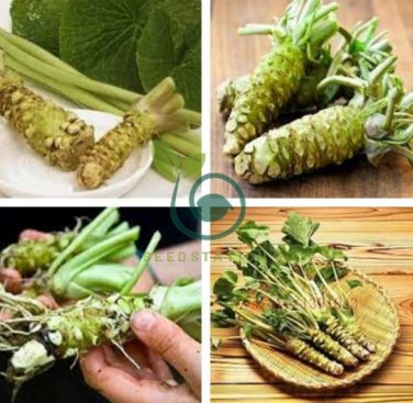 Japanese Horseradish 200 Seeds