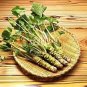 Japanese Horseradish 200 Seeds