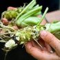 Japanese Horseradish 200 Seeds