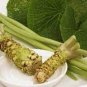 Japanese Horseradish 200 Seeds