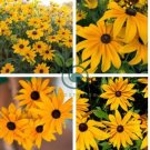 Organic Rudbeckia Indian Summer 100 Seeds