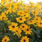 Organic Rudbeckia Indian Summer 100 Seeds