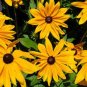 Organic Rudbeckia Indian Summer 100 Seeds