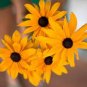 Organic Rudbeckia Indian Summer 100 Seeds