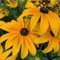Organic Rudbeckia Indian Summer 100 Seeds