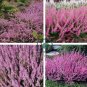 Heather Groundcover Plant 40 Seeds
