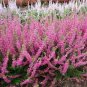 Heather Groundcover Plant 40 Seeds