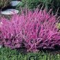 Heather Groundcover Plant 40 Seeds