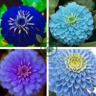 Mixed Zinnia Bonsai Pretty Pastel Colors Perennial 400 Seeds