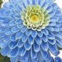 Mixed Zinnia Bonsai Pretty Pastel Colors Perennial 400 Seeds