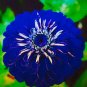 Mixed Zinnia Bonsai Pretty Pastel Colors Perennial 400 Seeds
