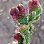 Heirloom Interesting Mesembryanthemum Crystallinum Succulent Plant 200 Seeds