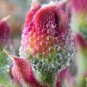 Heirloom Interesting Mesembryanthemum Crystallinum Succulent Plant 200 Seeds