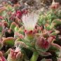 Heirloom Interesting Mesembryanthemum Crystallinum Succulent Plant 200 Seeds