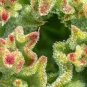 Heirloom Interesting Mesembryanthemum Crystallinum Succulent Plant 200 Seeds