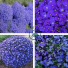 Blue Flower Aubrieta cultorum 200 Seeds